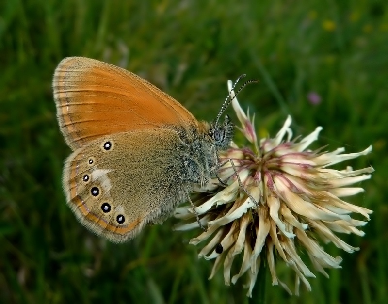 Le Coenonympha dell''Italia centrale